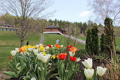 Tulips blooming in foreground with Landmark College residence hall in background